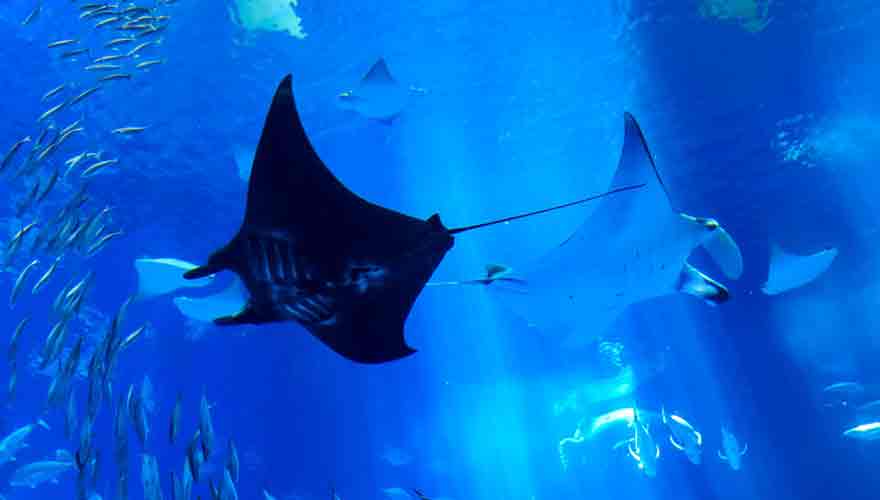 沖縄美ら海水族館