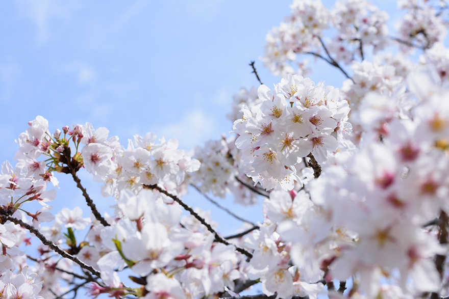 桜