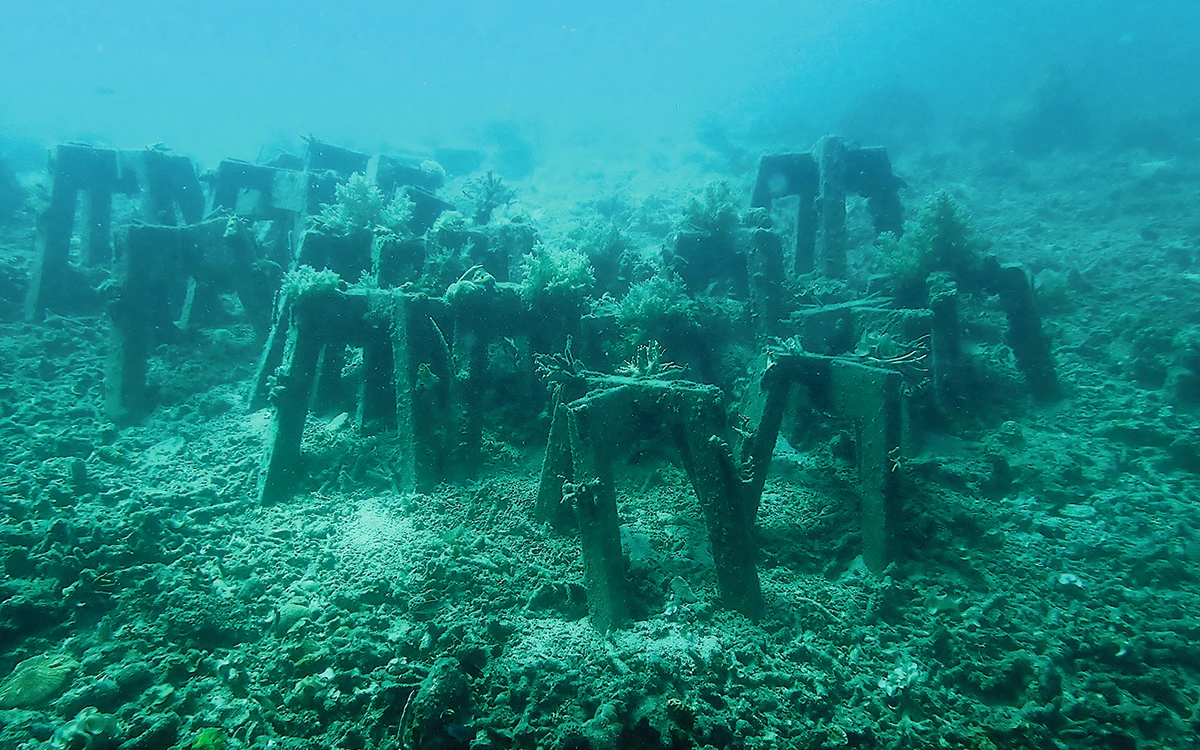 スールー・リーフ・プロステーシス